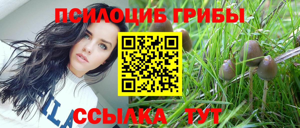 Псилоцибиновые грибы Psilocybe Кубинка